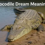 crocodile-dream-meaning