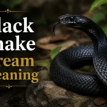 Black Snake Dream Meaning