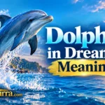 Dolphin Dream Meaning